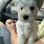 pristineschnauzers_1634076226_2683148321583747420_7378980671-819x1024