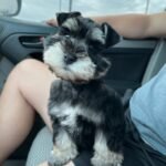 pristineschnauzers_1640985049_2741103729933492193_7378980671-819x1024