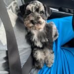 pristineschnauzers_1657584797_2880352502856591828_7378980671-819x1024