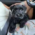 pristineschnauzers_1657818960_2882316802693335720_7378980671-819x1024